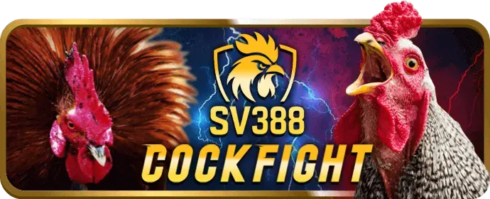 Đá gà cựa sắt và cựa dao